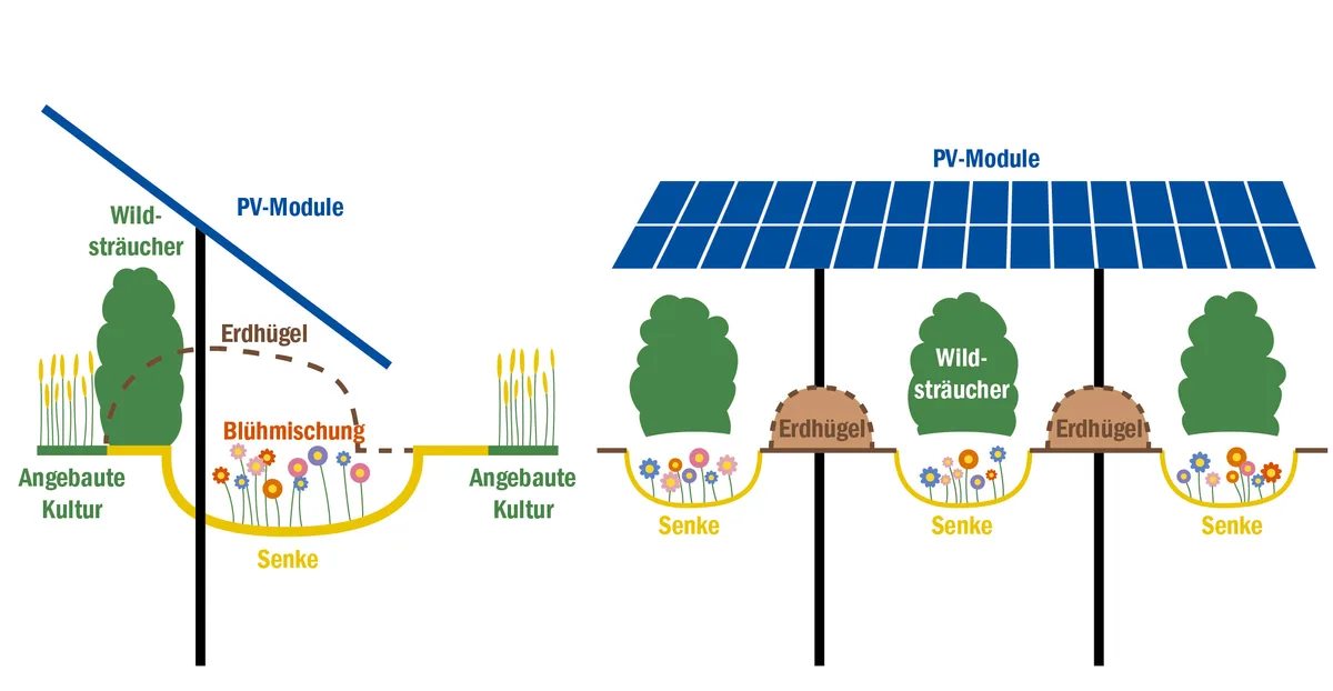 ced1bce7496f46954cb612bc120e44854c0bcffa Die verschiedenen Pflanzenkomponenten unter und zwischen den Solarpanels ermöglichen eine optimale Raumausnutzung, deren Bewirtschaftung kann aber aufwendig sein. (Bildquelle Ewind Betreiber- und Vertriebs- GmbH, Grafik BauZ)
