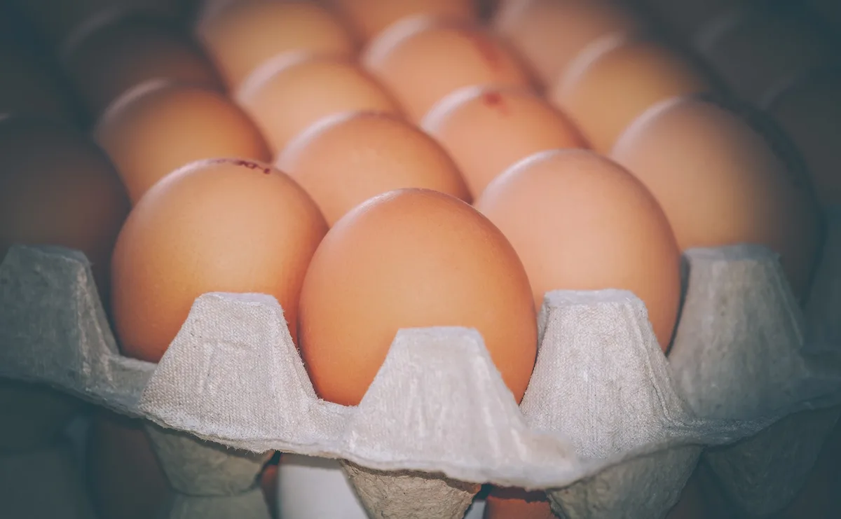 eggs-g6107ce230_1920 Fleissige Legehennen: Schweizer Hühner legen über eine Milliarde Eier pro Jahr