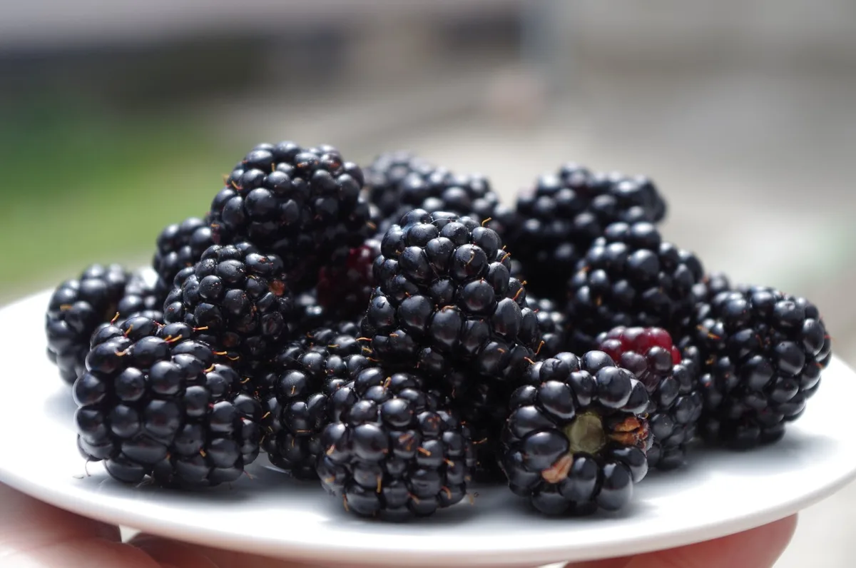 342dfe54e0796df5c7500a18537bfb7d3e0d4745 Brombeeren sind reich an Vitaminen und Mineralstoffen. (Bild Pixabay)