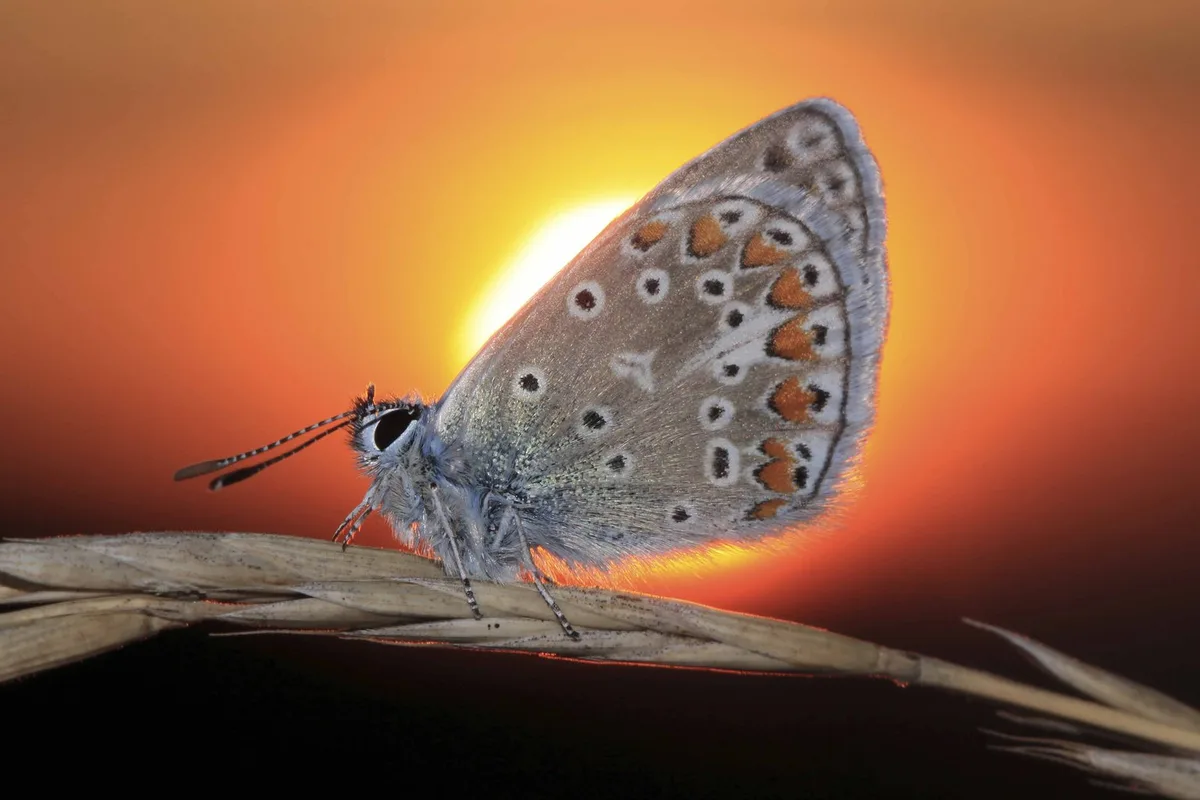 41e7bdb1ca0c1cad876c57a1d1c094314ca833f4 Schmetterlinge zeigen als Bioindikatoren den aktuellen Umweltzustand an. (Bild landwirtschaft.ch / Samuel Sommer)
