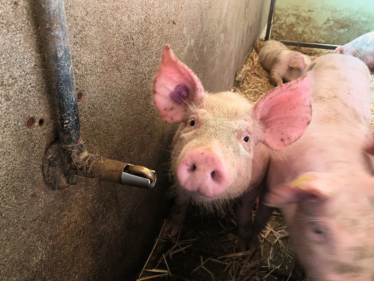 8c811619113e49afc25609f1d5745f5ad6186aa8 Wasser ist ein wichtiges Futtermittel und darf bei Problemen im Schweinestall nicht vernachlässigt werden. Schweine brauchen permanent Zugang zu sauberem Wasser. Bild: Suisag