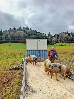 Der Hof Biseggmatte macht beim Projekt «Unser Hausschwein» mit. Die Schweine leben draussen und sind in die Fruchtfolge integriert.