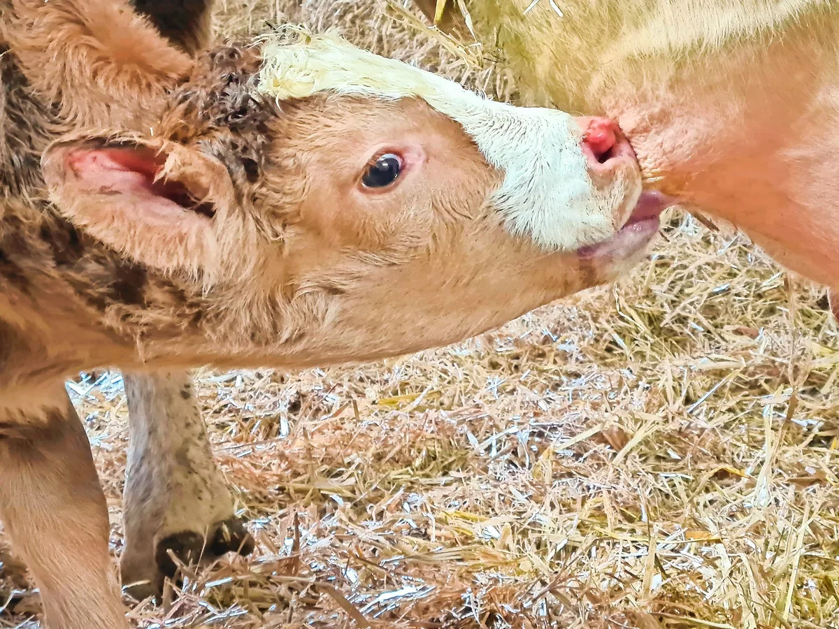 DG_25-02_TH4_beat-schmid Nach der Geburt sollte das Kalb innert zwölf Stunden mindestens eine halbe Stunde an der Mutter trinken.