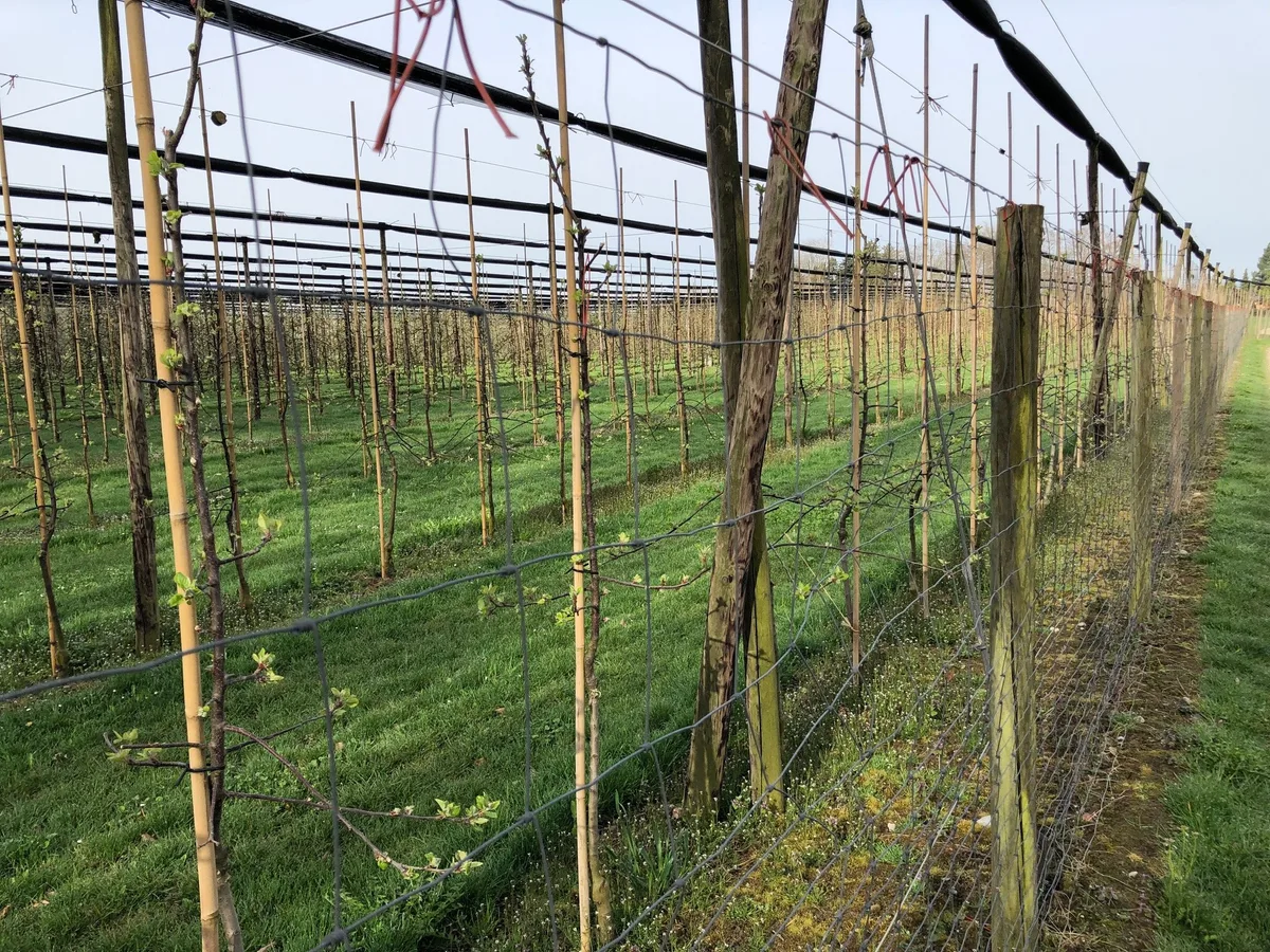 Apfel_plantage Über 60 Prozent der Kernobst-Flächen sind bereits für «Nachhaltigkeit Früchte» angemeldet