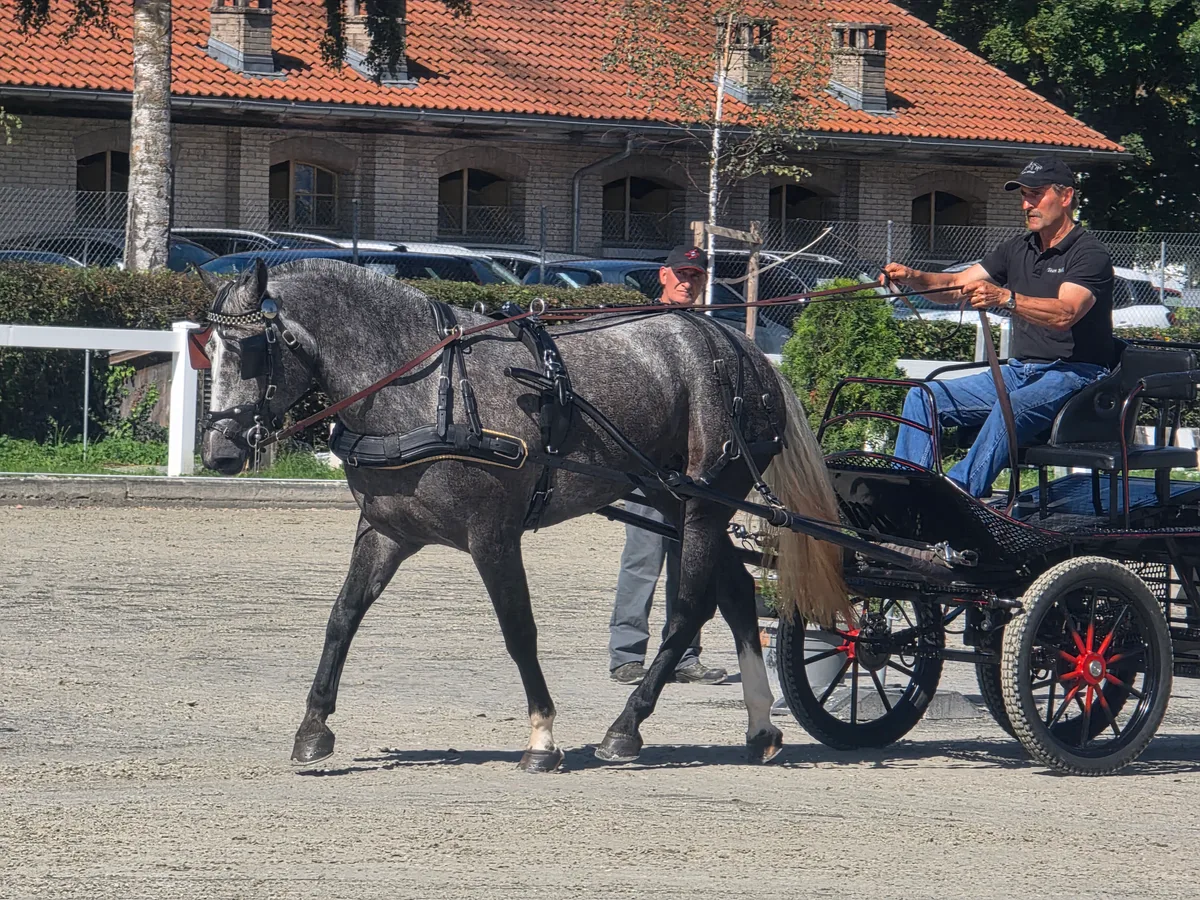 Der Freiberger ist am Wagen immer noch ein sehr gewohntes Bild. Im schweren Zug wird aber nur noch auf einigen wenigen Betrieben eigesetzt.