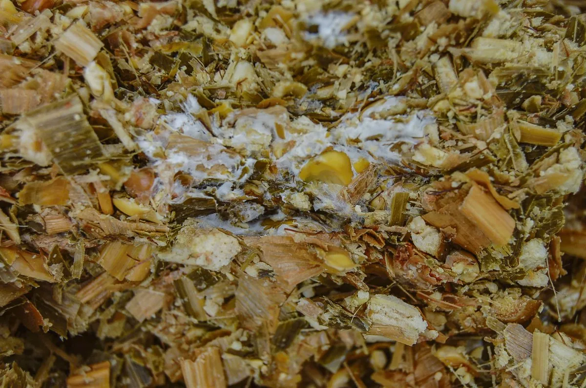 1416229b64a1511adcfa42aa262dd8f9d3e209f1 Milchsäurebakterien sind wichtig für eine qualitativ gute Silage. Wenn der Anteil dieser Bakterien aber zu gering ist, können sich andere Mikroorganismen wie Schimmelpilze bilden. (Bild Trinova AG)