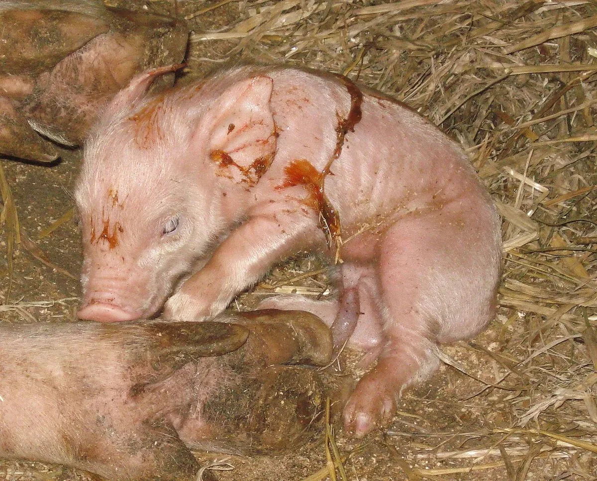 67fd0b4ea5799abd1f45d8851d5aaaed114d9eb1ae421bcd424a36df250e64d3 Ein frisch geborenes und noch angenabeltes Ferkel legt im Stroh.