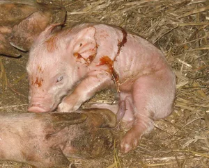 Eine kurze Geburtsdauer schont sowohl die Ferkel als auch die Muttersau. Folgeerscheinungen sind nach zügigen Geburten seltener.