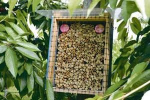 Die Mauerbienen haben sich in ihren Röhren verpuppt.(Bild jsc)