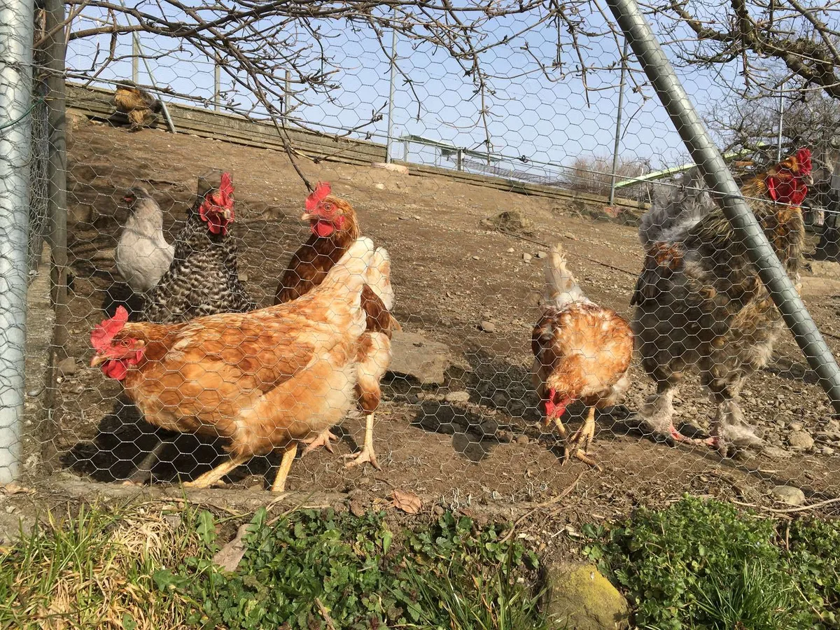 huehner_draussen Örtlich begrenzte Vogelgrippe-Massnahmen bei Bedarf