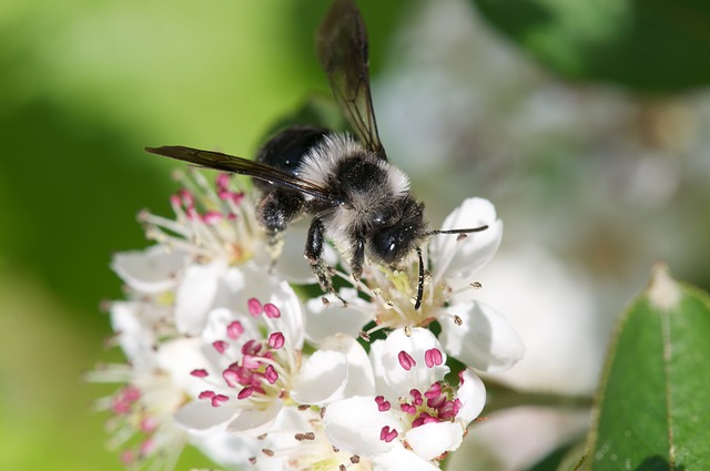 In der Schweiz gibt es 600 Arten Wildbienen, aber über die Hälfte der wertvollen Bestäuber ist hierzulande bedroht. (Bild Pixabay)