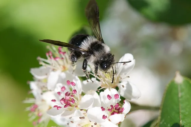 181d7f8f8e614750e6a5fd2dc5d1511be20d4431 In der Schweiz gibt es 600 Arten Wildbienen, aber über die Hälfte der wertvollen Bestäuber ist hierzulande bedroht. (Bild Pixabay)
