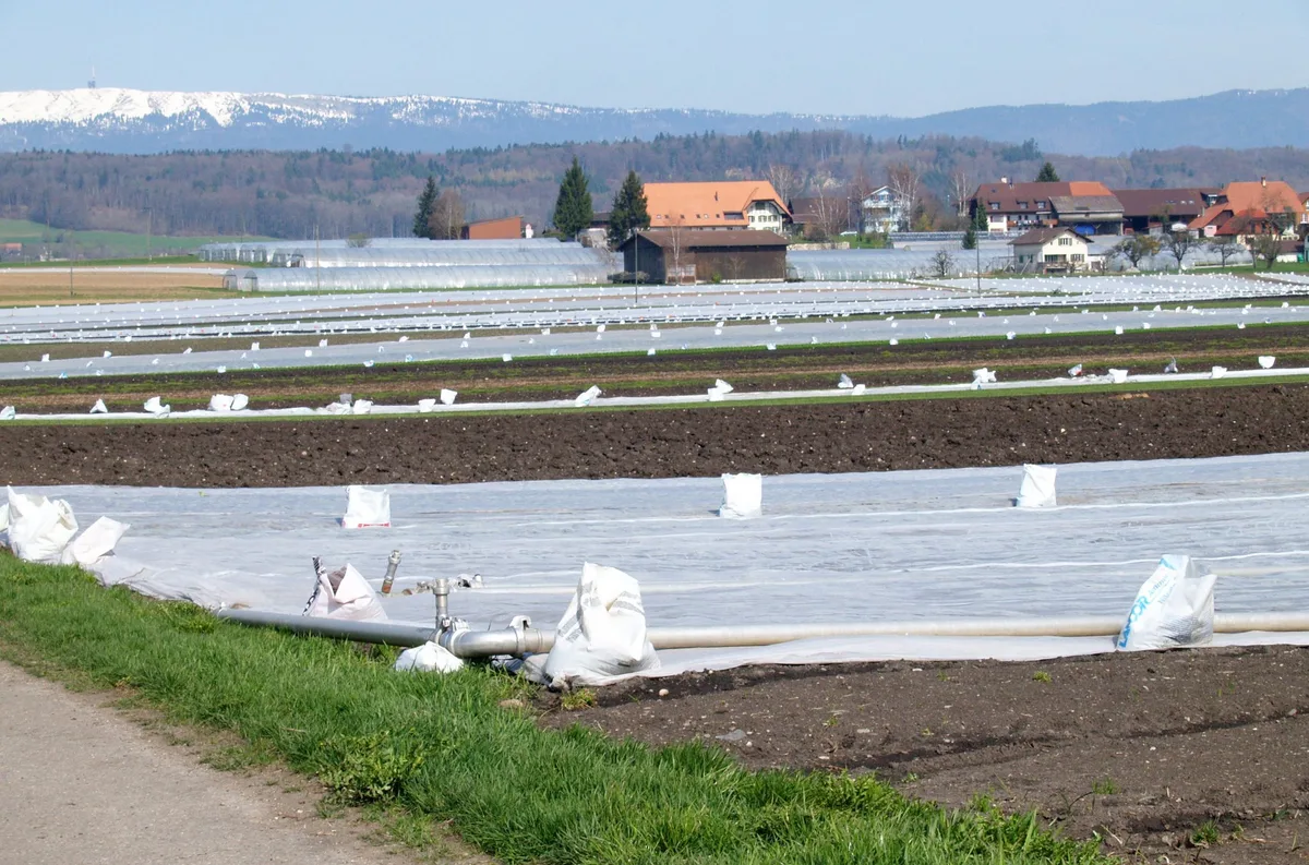 Bei Frostnächten Kulturen möglichst wieder doppelt decken. Die Sturmsicherung nicht vergessen. (Bild Agroscope)
