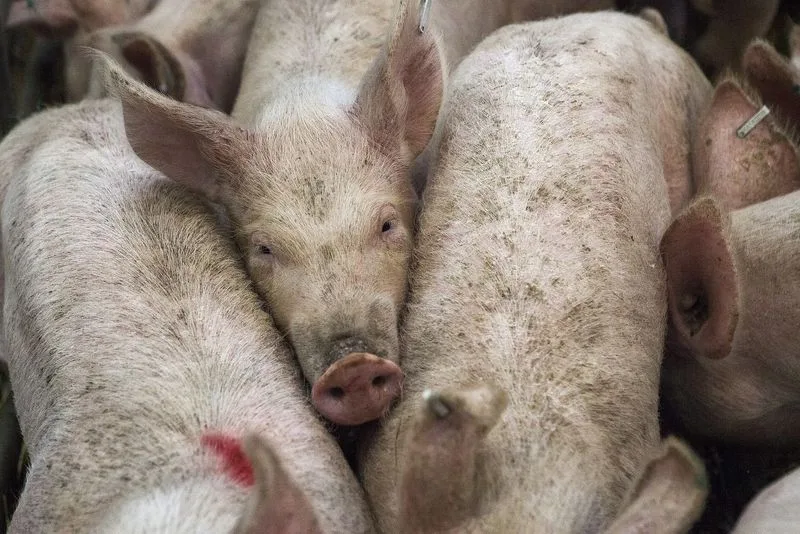 8b6b2bb96eb2abcd77ee3324ef6b078b9d21581f 20'000 Schweine werden normalerweise pro Tag am Standort verarbeitet. (Symbolbild Pixabay)