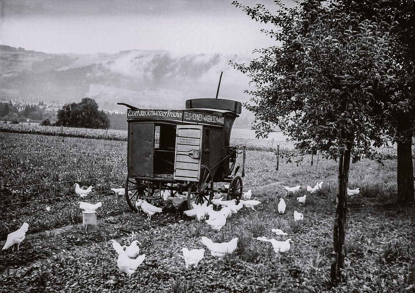 In den 1930er-Jahren propagierte Geflügelexpertin Margrit Häberli die mobile Freilandhaltung für Legehennen (hier ein Bild vom Schwand in Münsingen BE). Das Mastgeflügel hielt man damals auf dem Schwand in Drahtkäfigen.