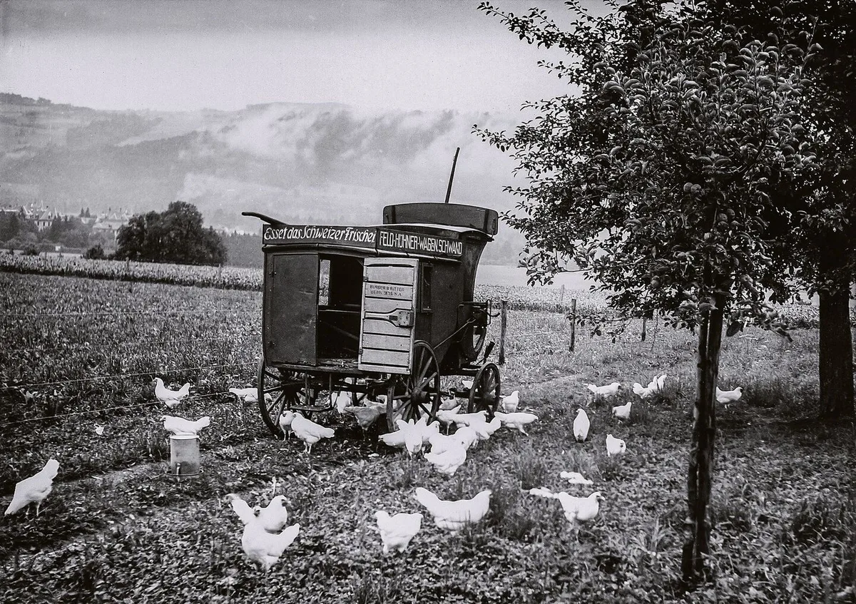 In den 1930er-Jahren propagierte Geflügelexpertin Margrit Häberli die mobile Freilandhaltung für Legehennen (hier ein Bild vom Schwand in Münsingen BE). Das Mastgeflügel hielt man damals auf dem Schwand in Drahtkäfigen.