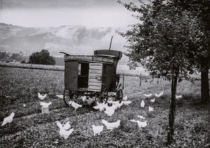 In den 1930er-Jahren propagierte Geflügelexpertin Margrit Häberli die mobile Freilandhaltung für Legehennen (hier ein Bild vom Schwand in Münsingen BE). Das Mastgeflügel hielt man damals auf dem Schwand in Drahtkäfigen.