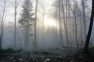 Die Schweizer Wälder geraten wegen des fortschreitenden Klimawandels zunehmend unter Druck. Schädlingen wie dem Borkenkäfer kommen die Bedingungen entgegen.