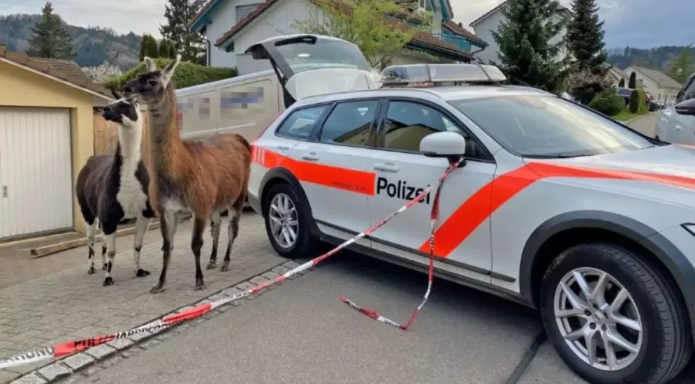 Thurgau-Lamas.JPG-995×550 Lamas ausgebüxt
