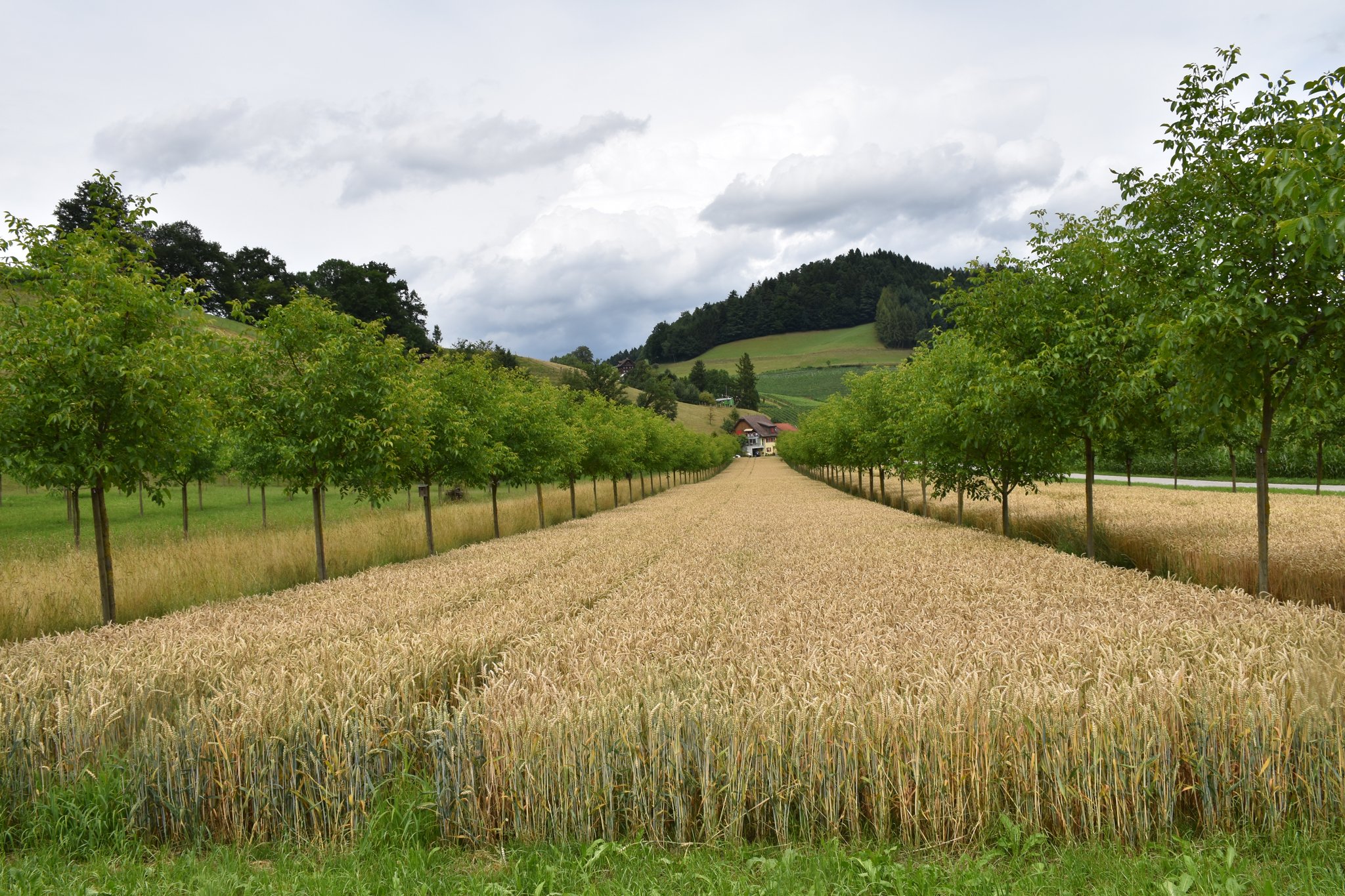 Agroforst funktioniert auch in Kombination mit Ackerbau. Hier sollte beachtet werden, dass der Ackerstreifen 24 bis 26 m breit ist. (Bild Mareike Jäger)