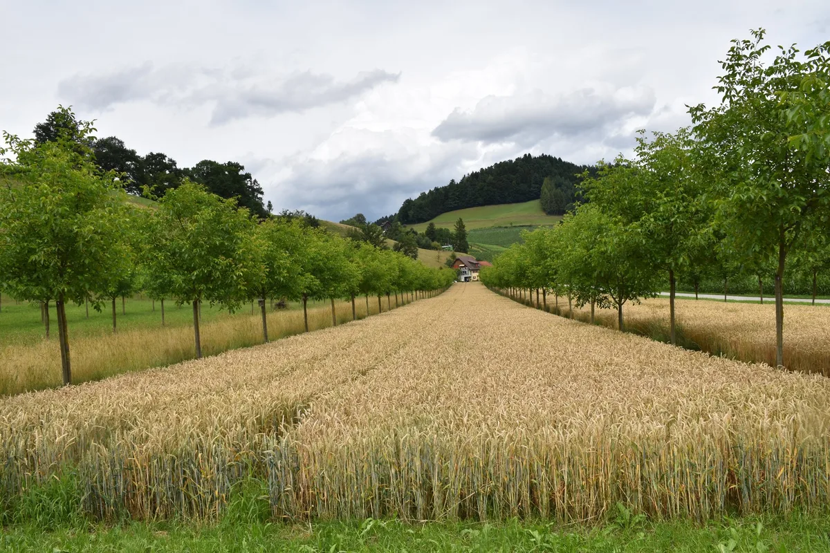 Agroforst funktioniert auch in Kombination mit Ackerbau. Hier sollte beachtet werden, dass der Ackerstreifen 24 bis 26 m breit ist. (Bild Mareike Jäger)