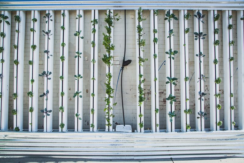 Die Fenaco Landesprodukte sieht im Vertical Farming eine Möglichkeit, künftig nachhaltiger und gesünder Lebensmittel zu produzieren. (Bild lid)