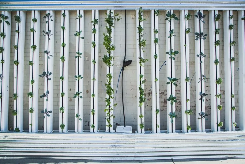 Die Fenaco Landesprodukte sieht im Vertical Farming eine Möglichkeit, künftig nachhaltiger und gesünder Lebensmittel zu produzieren. (Bild lid)