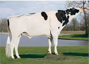 Sicher eine Legende: der 2010 geborene Holsteinstier De-Su Bookem McCutchen.