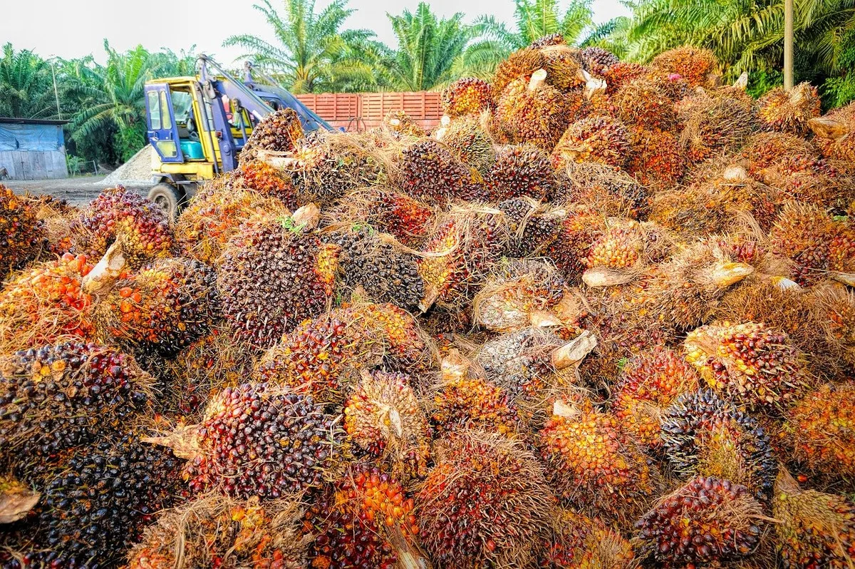 50e2d1c591096c53ff20a6aab9242effe768e9b7 Palmöl ist das billigste und am meisten produzierte Pflanzenöl weltweit. Und es hat das Potenzial, einheimische Ölsaaten dank seinem billigen Preis auszustechen, so Uniterre. (Bild tristantan/Pixabay)