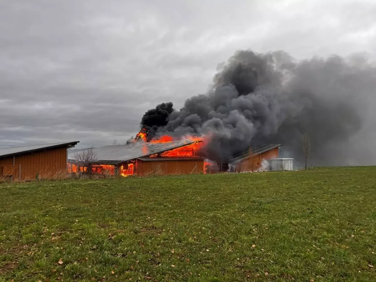 Zahlreiche Schweine verenden bei Grossbrand