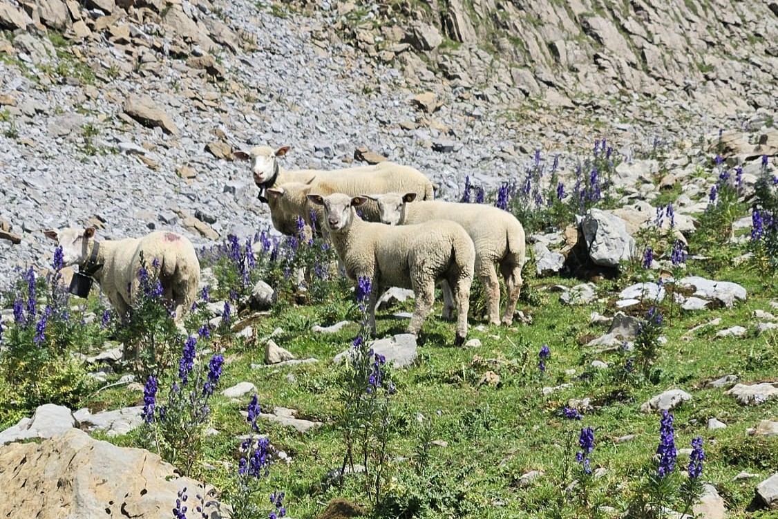 Gerade in heissen Sommern wie 2026 ist das Alpen für Schafe besonders wertvoll. 