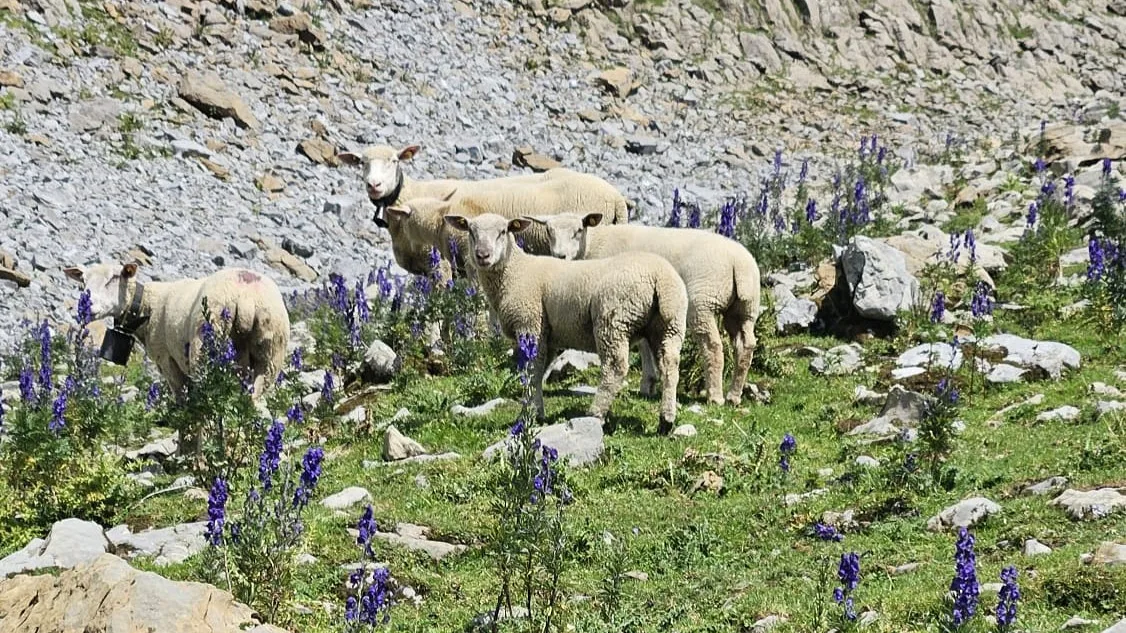 4e5ca528-27c1-4072-ab66-809ec67a56c9.jpg Gerade in heissen Sommern wie 2026 ist das Alpen für Schafe besonders wertvoll.