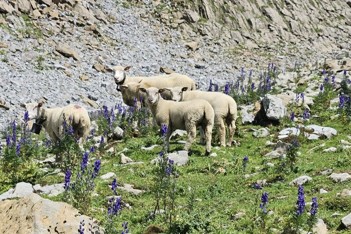 Gerade in heissen Sommern wie 2026 ist das Alpen für Schafe besonders wertvoll. 