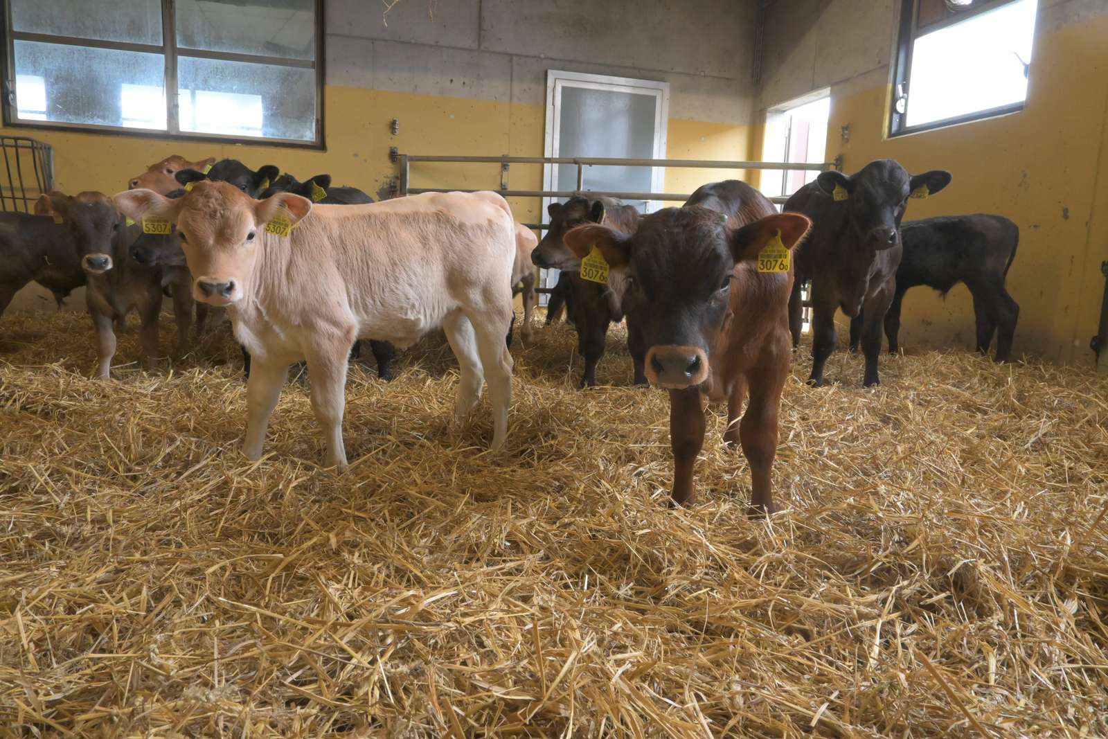 Marktpreise für Kälber KV