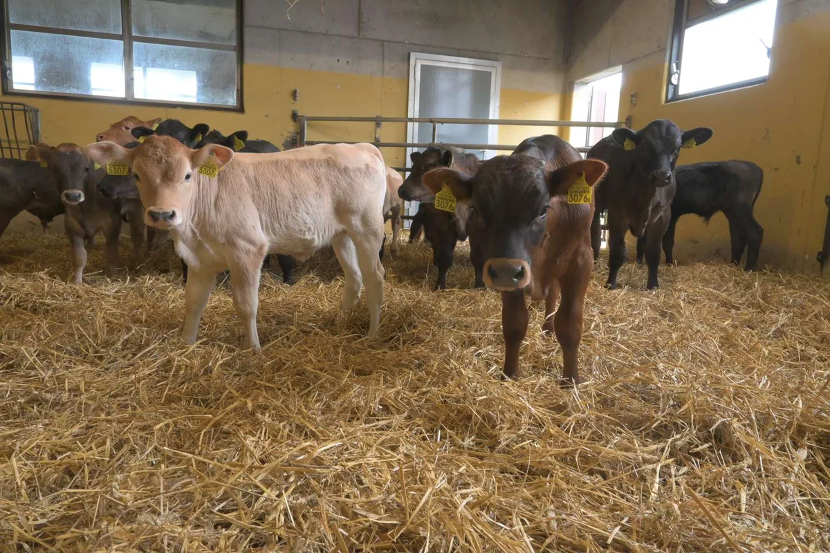 kaelbermast1-1600px Marktpreise für Kälber KV