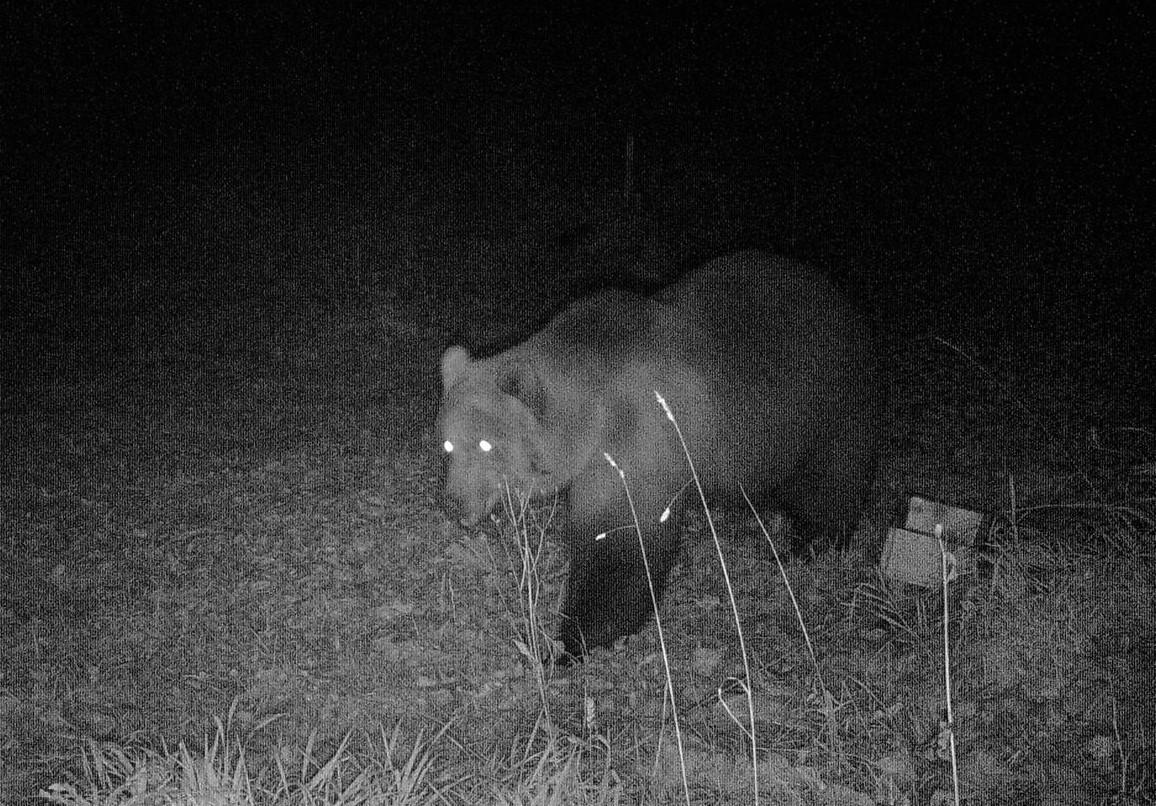 Der Bär kommt vermutlich aus Italien. (Bild Bayerische Staatsforsten)
