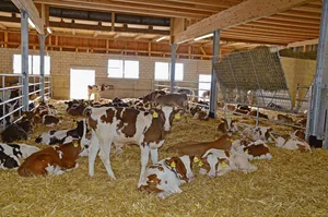 Gutes Stallklima hilft den eingestallten Tränkern mehr als das grossflächige Scheren des Rückens.