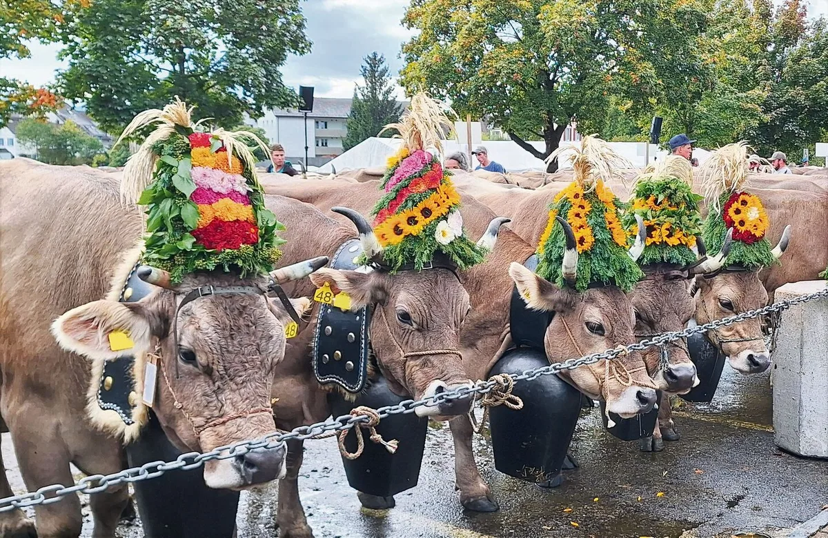 Prachtvoll: Die geschmückten Hornkühe der Familie Wettstein mit einer Chlopfe um den Hals.