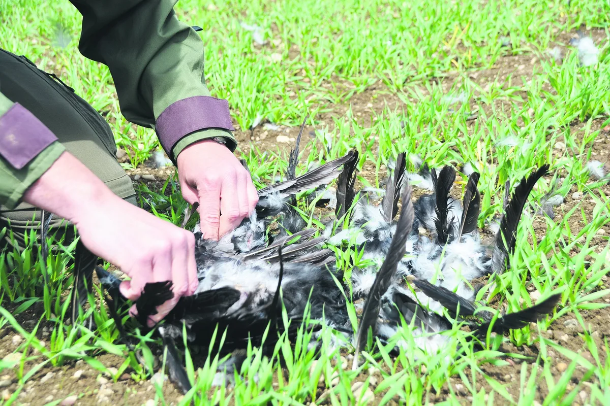 ZS-C-19-Kraehe Mais mit vielen Krähen: Vergrämen statt jagen