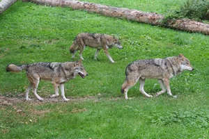 Gemässs Biologen richten Wölfe in Rudeln weniger Schäden an als Einzeltiere. (Symbolbild Pixabay)