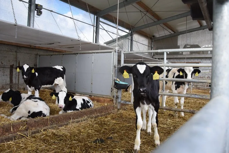 Die Kantone vergleichen künftig den Antibiotikaverbrauch von Landwirtschaftsbetrieben