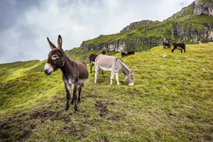 Der ausgewachsene Esel befand sich in einem geschützten Areal, als er angegriffen wurde. (Bild Mario Hagen/pixabay)