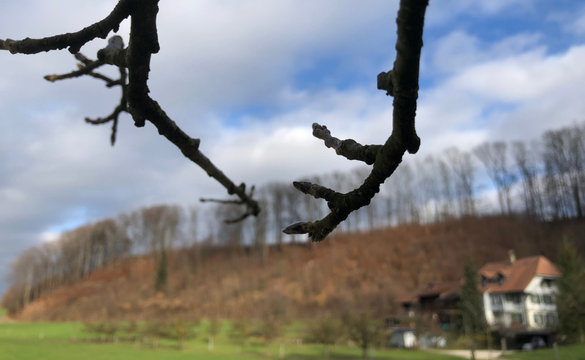 Warmes Winterwetter kann für den Obstbau auch vorteilhaft sein