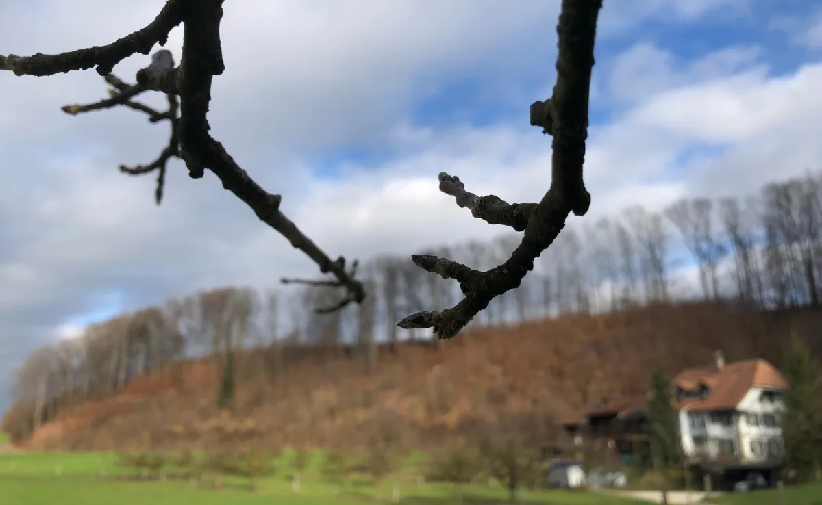 Apfelaeste_januar Warmes Winterwetter kann für den Obstbau auch vorteilhaft sein