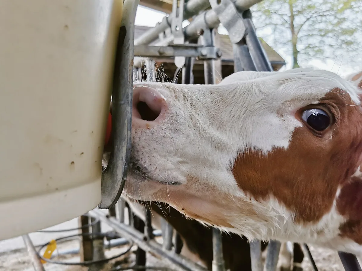 31abb126086860502663c263ed5d69b0856e393c Kälber sollen möglichst hohe Tageszunahmen haben. Das Organwachstum erfolgt in der frühen Lebensphase vorrangig durch Zellteilung. Dann werden auch die Zellen im Euter gebildet. (Bild sb)