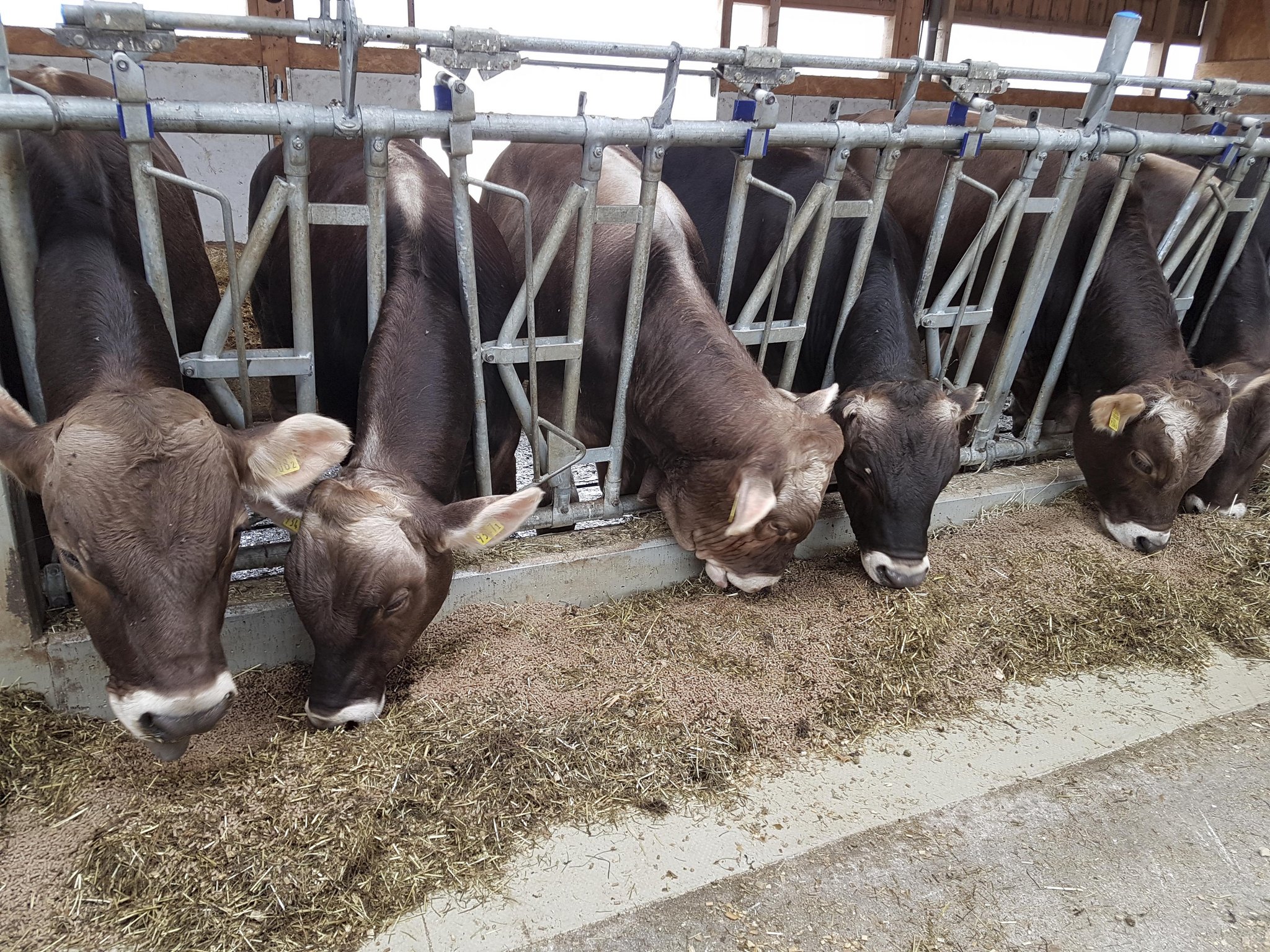 Bei Futtermitteln für Schweizer Nutztiere gibt es kein Grund zur Sorge. (Bild ji)