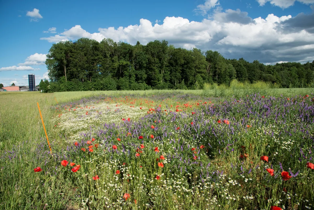 944321267c2ac1581bf000f092e7a91f35112ef6 Die Massnahmen, die momentan zur Förderung der Biodiversität ergriffen werden, reichen nicht aus, hält Agroscope fest. (Bild Agroscope)