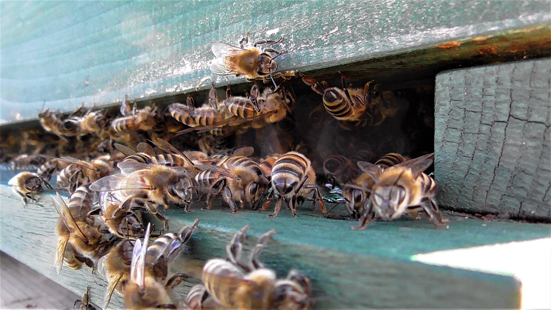 Bienen organisieren die Hornissenabwehr mit Geschrei