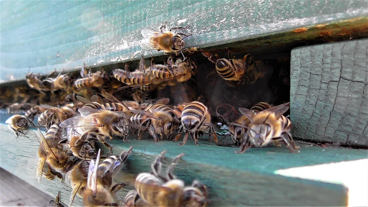 bienen-einflug Bienen organisieren die Hornissenabwehr mit Geschrei