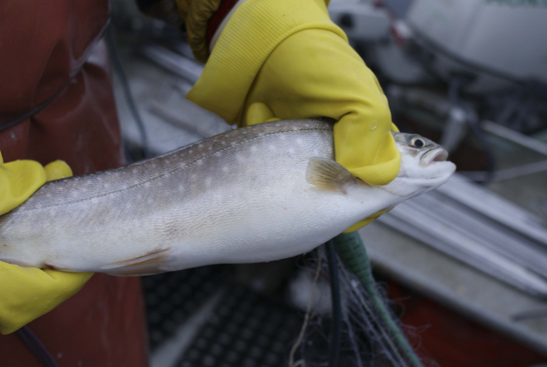 Schweizer verzehrten 2018 zwar weniger, aber teureren Fisch als im Vorjahr. (Bild lid)